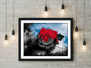 20" x 16" Titled: "The Rose" - Limited Edition Print